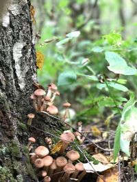 Close-up of lizard on tree trunk