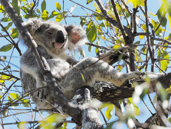 Low angle view of an animal on tree