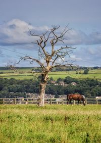 Horse grazing on field against sky