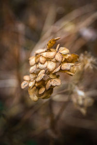 Close-up of dry flower