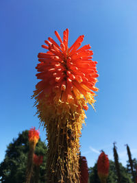 Low angle view of torch lily growing against clear sky