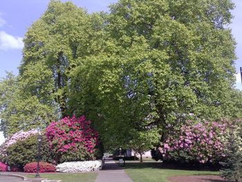 Plants growing on a tree