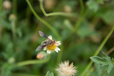 Close-up of butterfly pollinating on flower