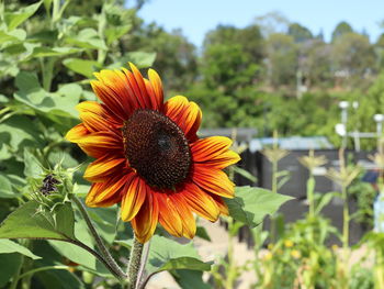 Close-up of sunflower