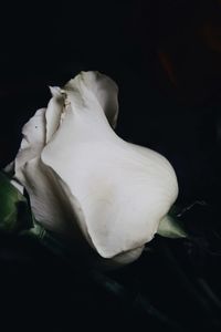 Close-up of white rose against black background