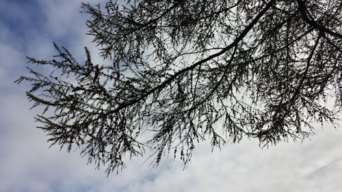 Low angle view of bare tree against sky