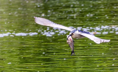 Bird carrying fish while flying over lake