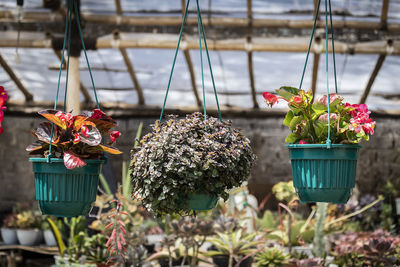 Close-up of potted plants