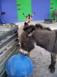 Close-up of goat in the dark