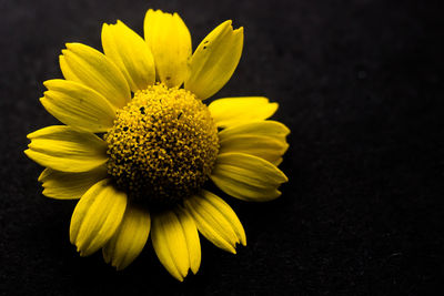 Close-up of yellow flower against black background