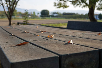 View of bird on footpath