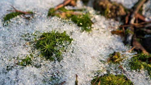 Close-up of plants during winter