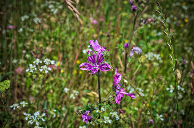 Close-up of purple flowers blooming outdoors