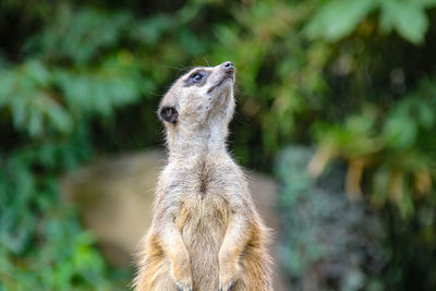 Close-up of an animal looking away