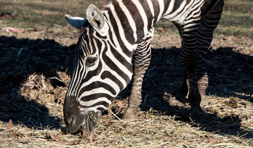 Zebra standing in a field