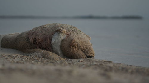 Close-up of a dog resting on beach