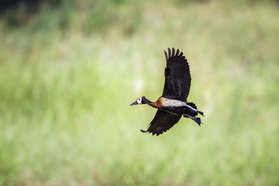 View of bird flying