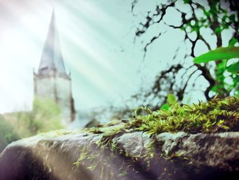 Close-up of tree against sky