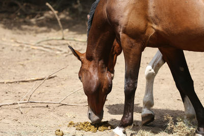 Horse standing in ranch