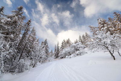 Snow covered land and trees against sky