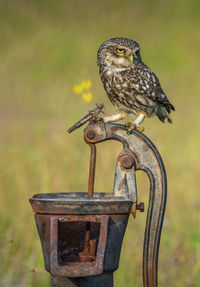 Owl perching on metal