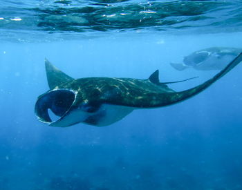 Manta ray swimming in sea