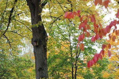 Low angle view of tree
