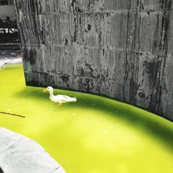 High angle view of bird floating on a lake