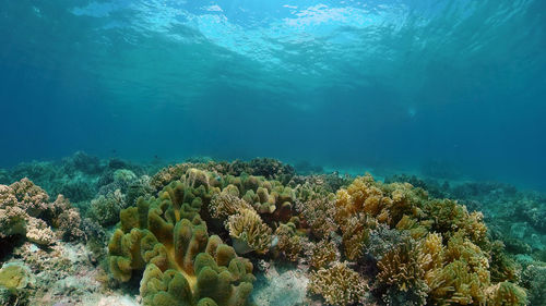View of fish underwater