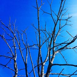 Low angle view of branches against clear blue sky
