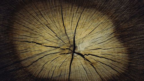 Full frame shot of tree stump