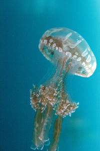 Close-up of jellyfish swimming in sea