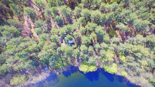 High angle view of trees in forest