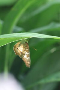 Close-up of butterfly on leaf