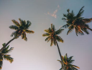 Low angle view of coconut palm tree against clear sky