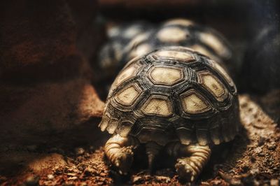 Close-up of a turtle