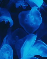 Close-up of jellyfish in sea