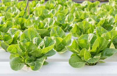 High angle view of vegetables on plant