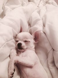 High angle view of chihuahua sleeping on bed at home