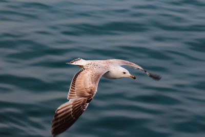 Seagull flying over sea