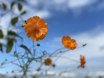 Close-up of yellow cosmos flower against sky