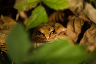 Close-up of frog on leaves