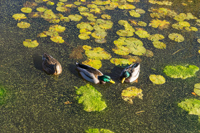 High angle view of bird on yellow leaves