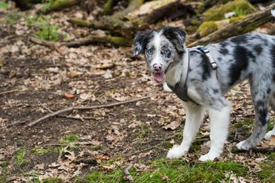 Portrait of dog standing on land