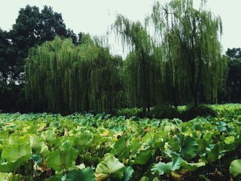 Plants growing on field