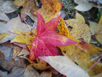 Close-up of fallen maple leaves