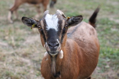 Portrait of goat standing on field