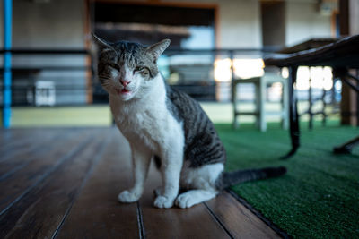 Cat sitting on wooden table