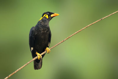 Close-up of bird perching on a branch