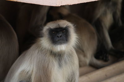 Close-up of monkey